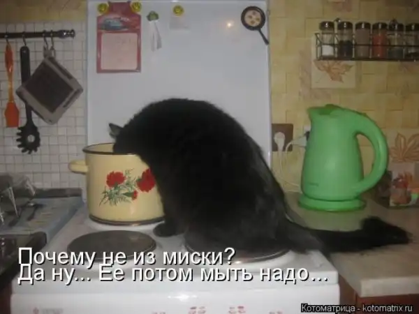 Лучшие котоматрицы недели
