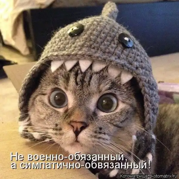 Лучшие котоматрицы недели