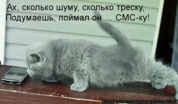 Лучшие котоматрицы недели