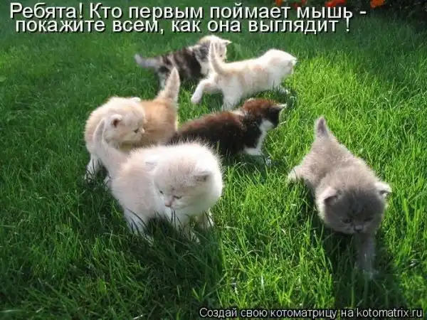 Лучшие котоматрицы недели