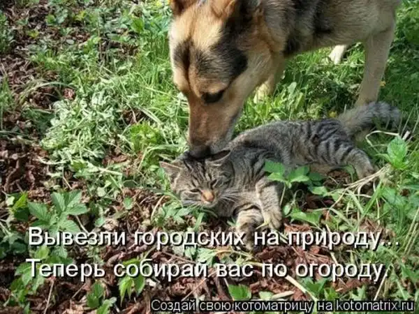 Лучшие котоматрицы недели