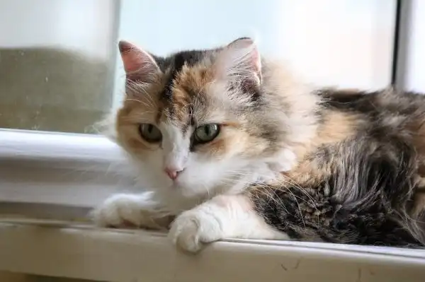 Отдам кошку Скарлетт
