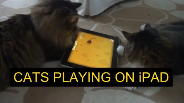Коты играют на планшете