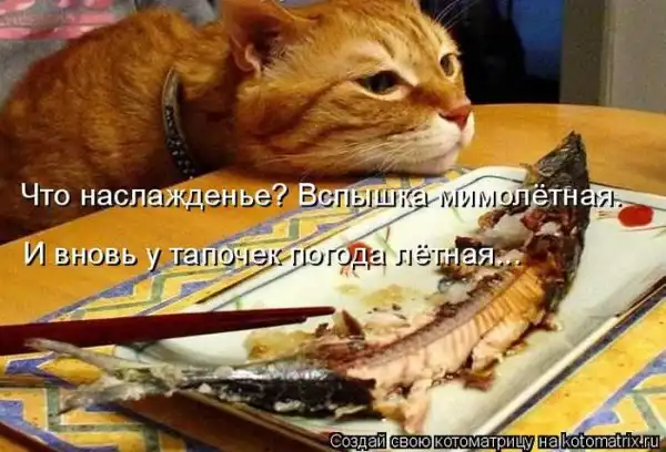 Лучшие котоматрицы недели
