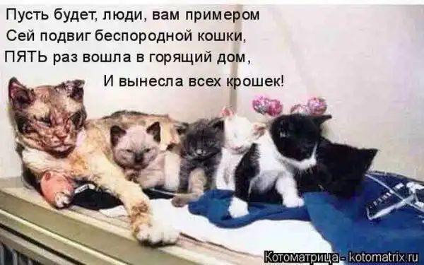 Лучшие котоматрицы недели