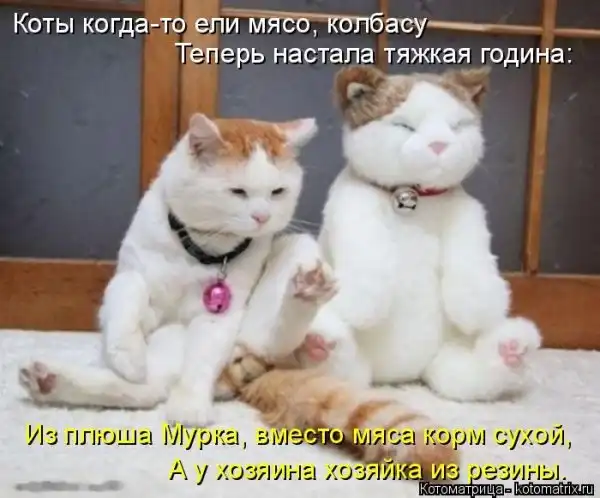 Лучшие котоматрицы недели