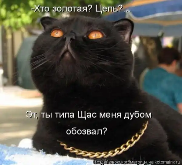 Лучшие котоматрицы недели
