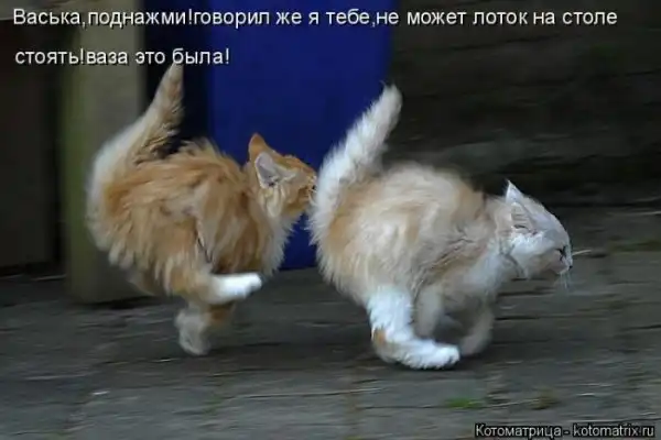 Лучшие котоматрицы недели