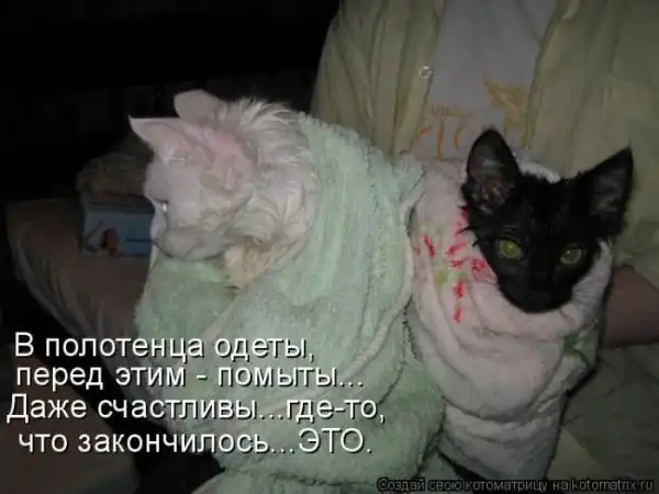 Лучшие котоматрицы недели