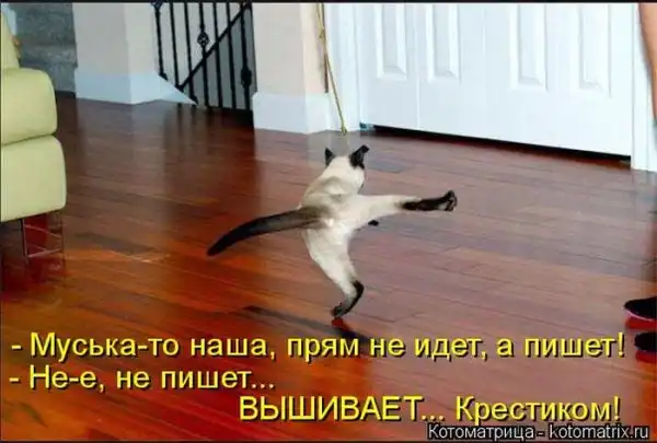Лучшие котоматрицы недели