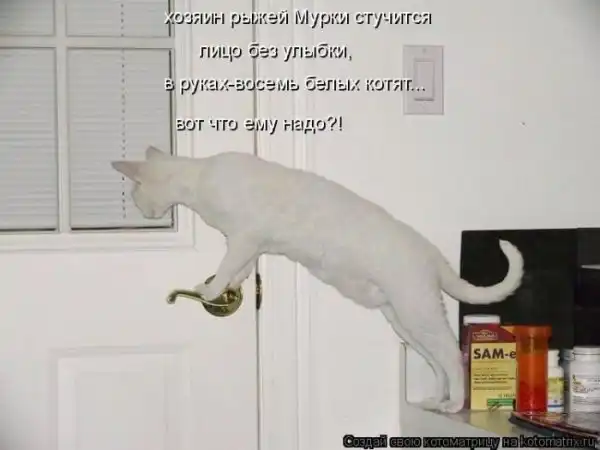 Лучшие котоматрицы недели