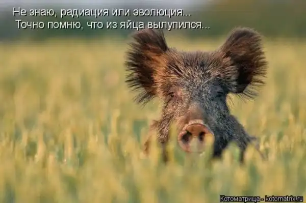Лучшие котоматрицы недели
