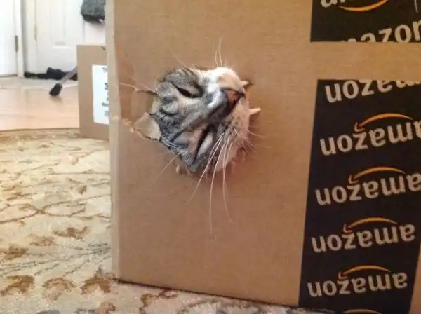 Хозяин, выпусти!