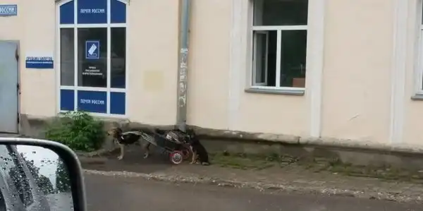 Такое возможно только в России