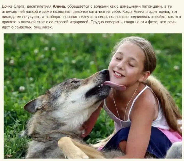 Семья белорусских фермеров вырастила стаю волков
