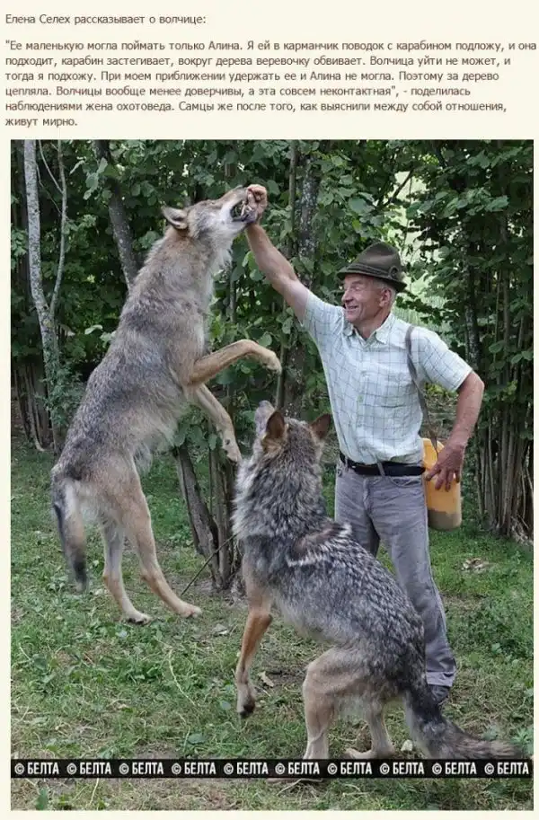 Семья белорусских фермеров вырастила стаю волков