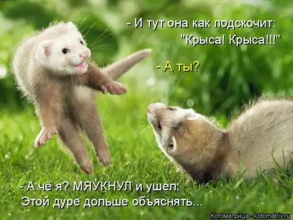 Лучшие котоматрицы недели