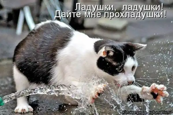 Лучшие котоматрицы недели