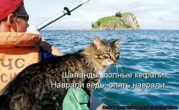 Лучшие котоматрицы недели