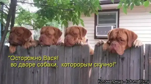 Лучшие котоматрицы недели