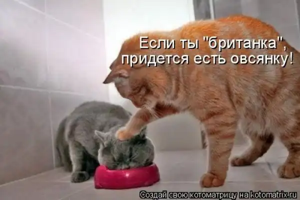 Лучшие котоматрицы недели