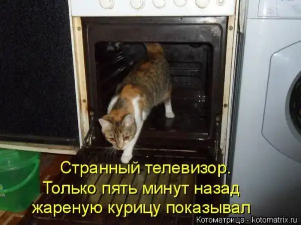 Лучшие котоматрицы недели