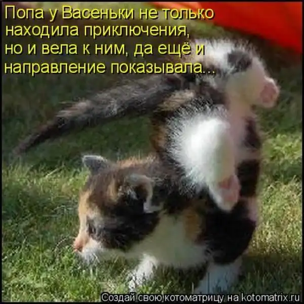 Лучшие котоматрицы недели