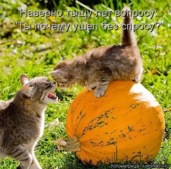 Лучшие котоматрицы недели