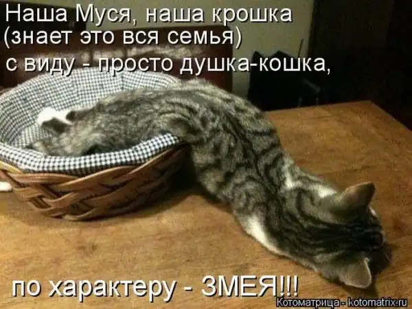 Лучшие котоматрицы недели
