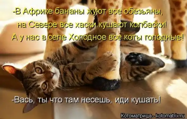 Лучшие котоматрицы недели