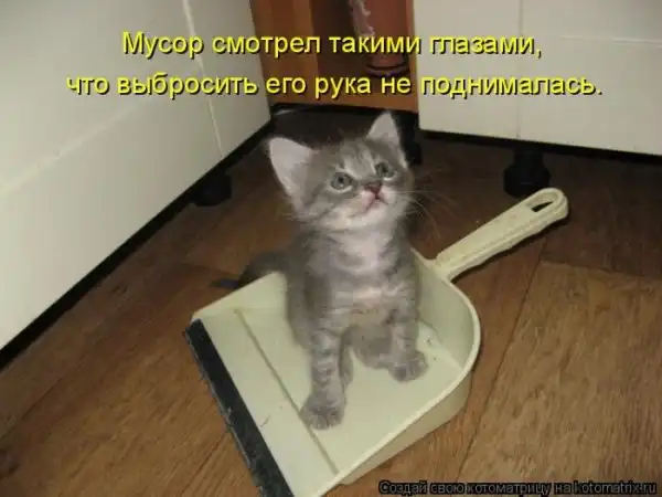 Лучшие котоматрицы недели