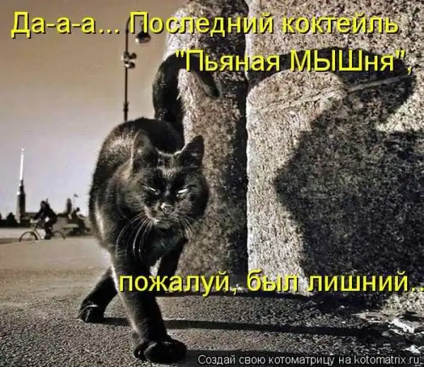 Лучшие котоматрицы недели