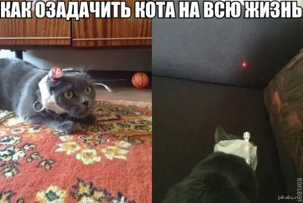 Кот с лазерной указкой на голове
