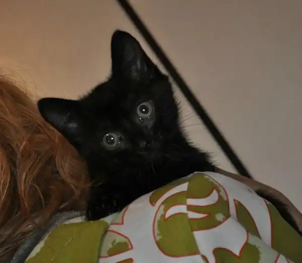Отдам котят