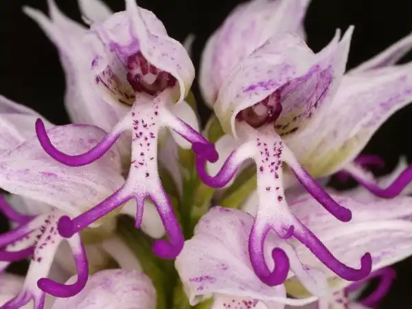 Обезьяньи орхидеи