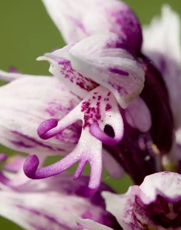 Обезьяньи орхидеи