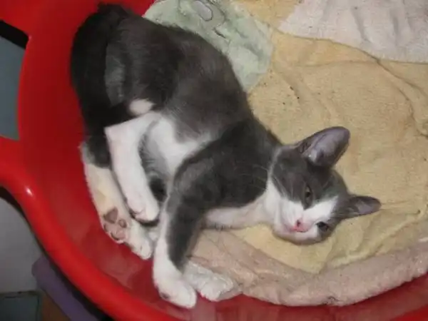 Отдам котят