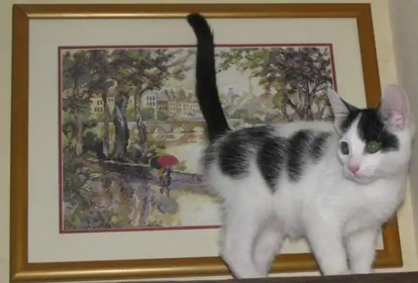 Отдам котят