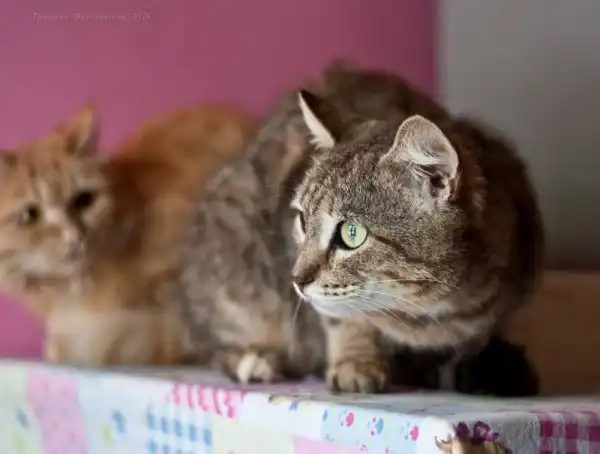 Отдам кота Яниса
