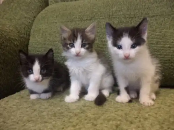 Отдам котят в добрые руки