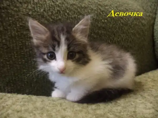 Отдам котят в добрые руки