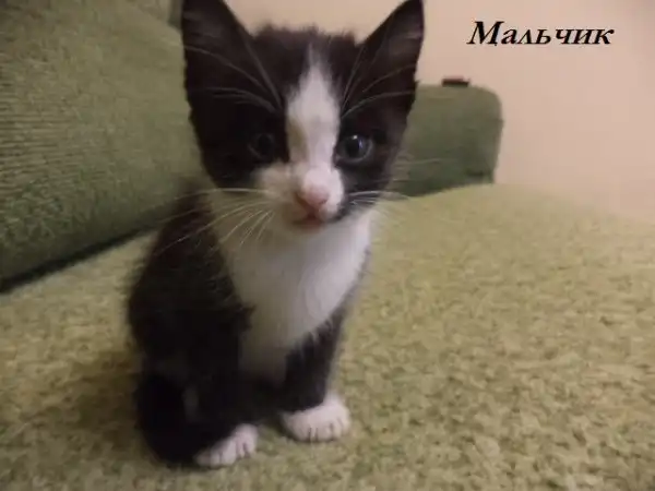 Отдам котят в добрые руки
