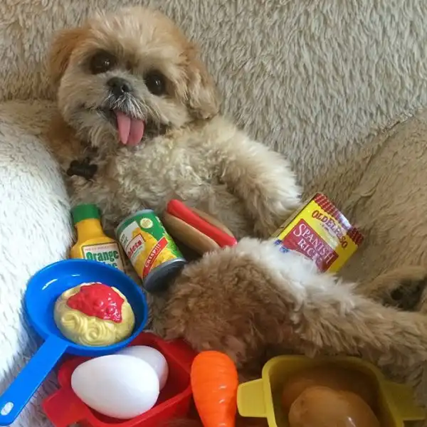 Бездомная собака обрела дом и стала звездой Instagram из-за сходства с Майли Сайрус