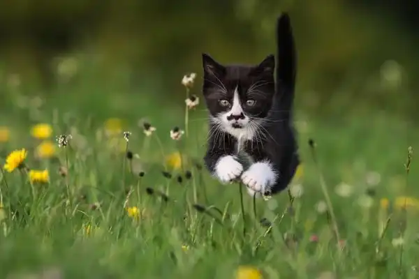 Летающие ниндзя-коты