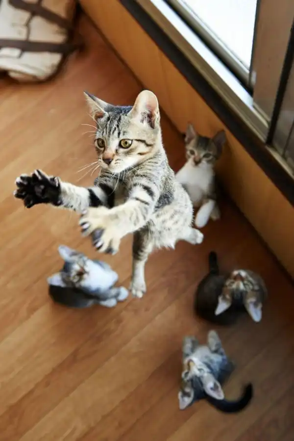 Летающие ниндзя-коты