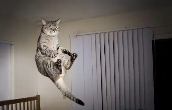 Летающие ниндзя-коты