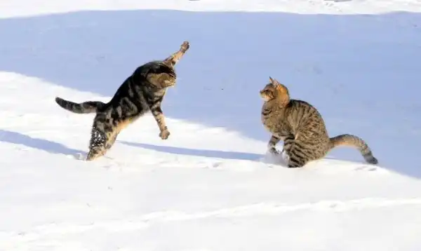 Летающие ниндзя-коты