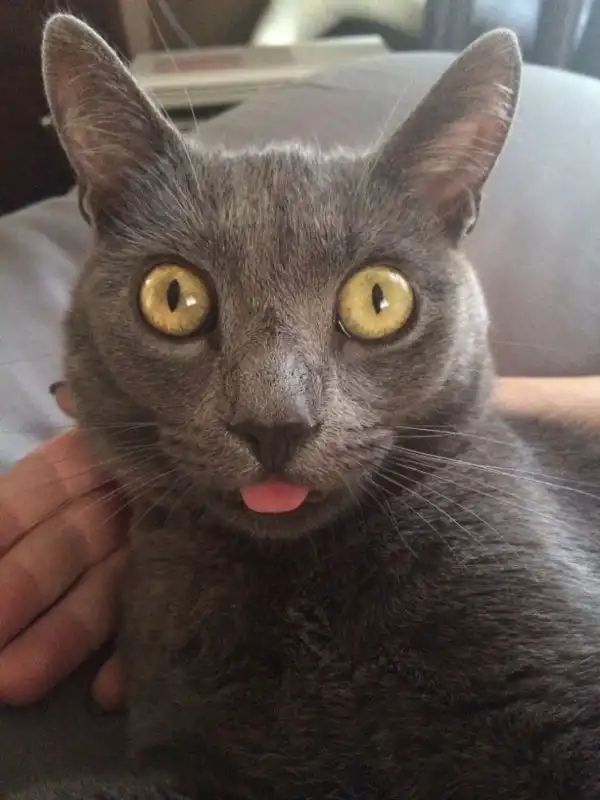 Смешные коты с языками наружу