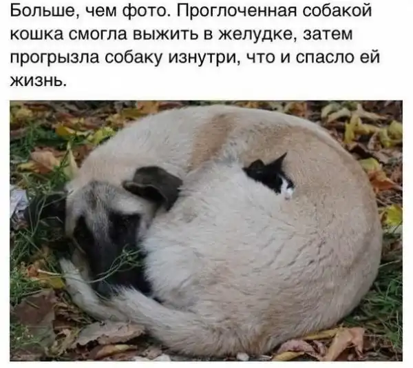 Картинко-комикс-микс