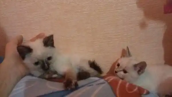 Отдам кошечек в добрые руки!